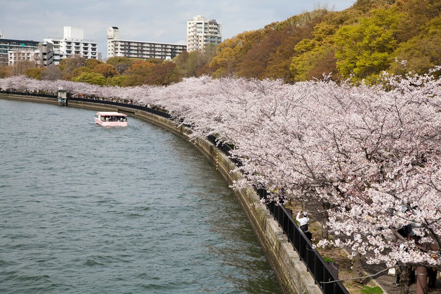 🌸 게마 사쿠라노미야 공원 이미지 6